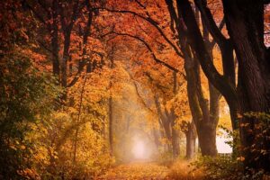 Herbstwald Rügen