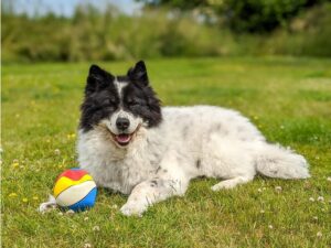 hund-wiese